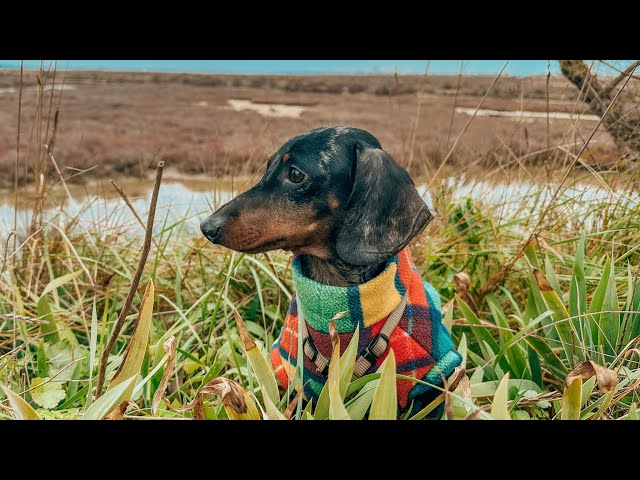 MINI DACHSHUND ENJOYS HIS NEW LIFE