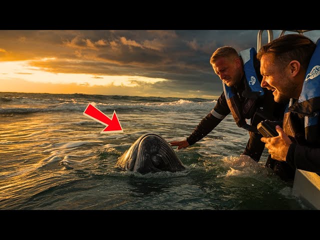 A Lost Baby Whale Was Dying! Then Something Incredible Happened! Next Will Leave You Speechless!