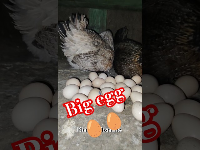 Hen sister's Hatching eggs #shorts #short #viralshorts #trending #youtubeshorts