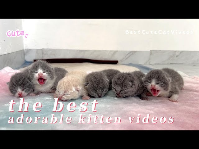 the best adorable kitten videos 2024#cat  #shortvideo #cute #funny #short #funnyvideo