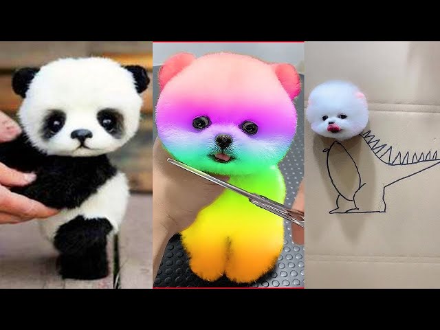 Cute Pomeranian Puppies Doing Funny Things #4 | Cute and Funny Dogs - Mini Pom