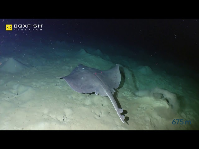 Compact Power: The 25 kg Boxfish ROV's Deep Dive Survey at 700 Meters for Ports of Auckland