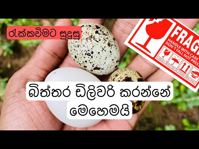 රැක්කවිමට සුදුසු බිත්තර කුරියර් මගින් ඩිලිවරි කිරිම_ඩිලිවරි කිරිම සදහා බිත්තර පැක් කරන ආකාරය