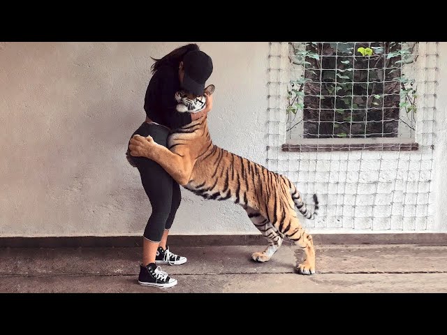 Ces animaux retrouvent leurs propriétaires après des années!