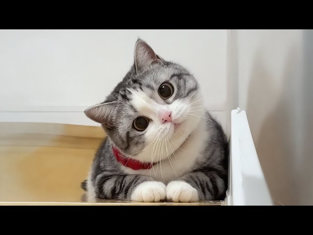 Cats use 100  cuteness 😹 Funny Cats Videos