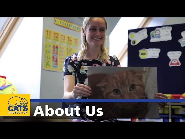 Careers with cats - Cats Protection