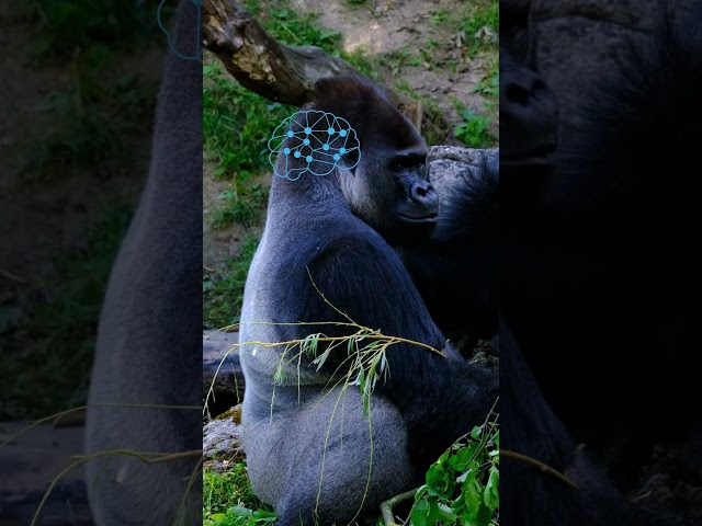 5 funny facts about Gorillas!