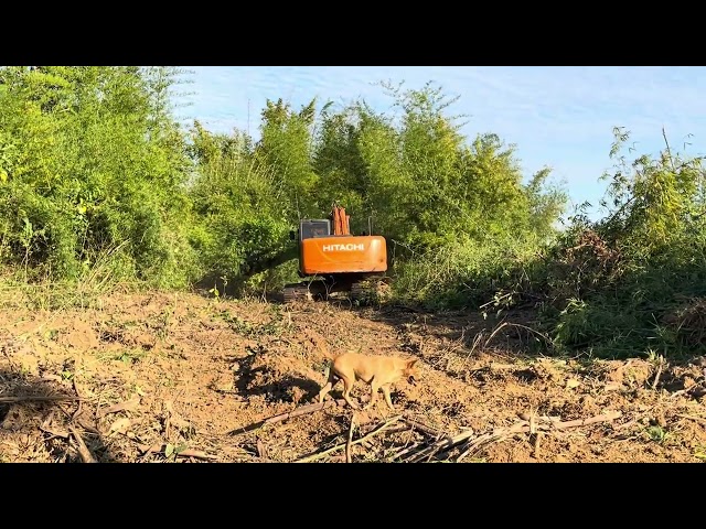 Excavator is pushing forest in my farm #excavator