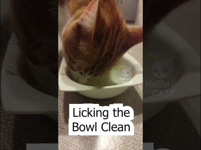 Licking the Bowl Clean No Crumbs Left Behind! 🐾