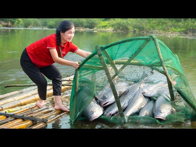 How to catch 100kg fish, Trap river fish - Goes to market Sell | Farm  | Jolie Life