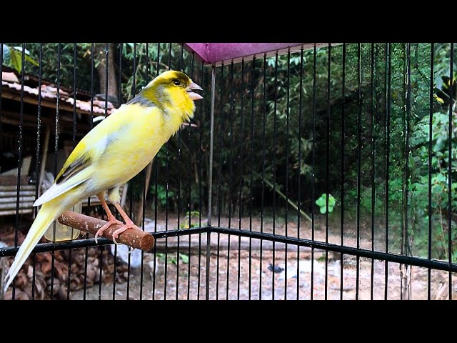 Belgian Canary Singing! Listen Now, Your Canary Will Sing