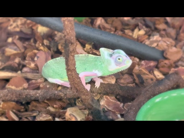 Chameleons with Hilarious Eyes – You Won’t Believe How They Move!