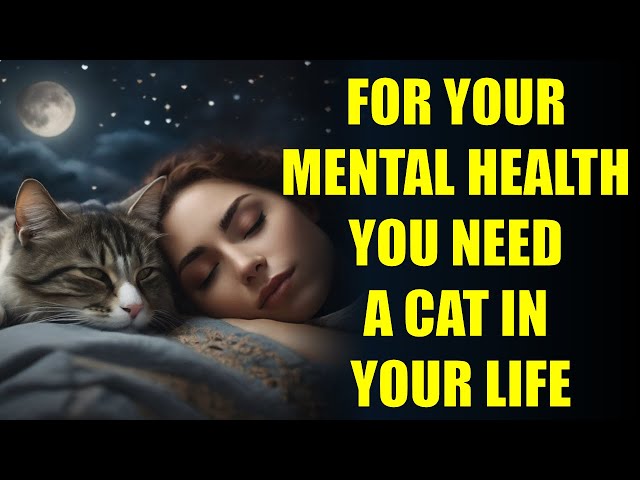 10 ways cat can make your life better and self improvement | The Spiritual Connection of CATS