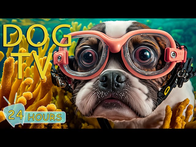 DOG TV: 24 Hours Music for Dogs with Anxiety - How to Relax Beach for Dog TV with Calming Music