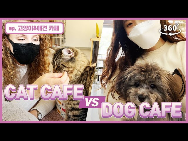 [Seoul Tour] 🐱🐶 CATS vs DOGS? Which side are you on? #catcafe #dogcafe