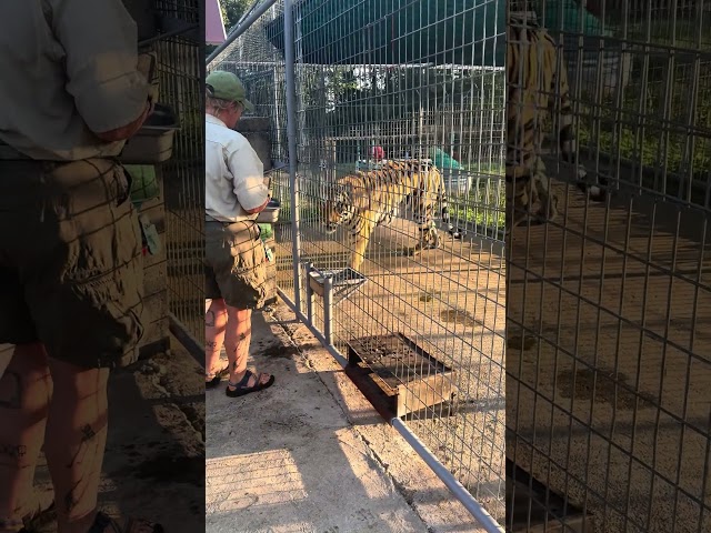 Feeding a Picky Tiger