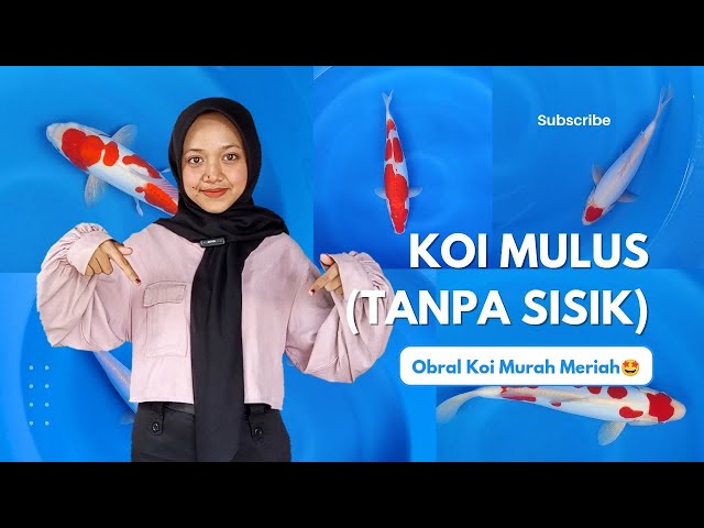 Obral Koi Murah Meriah😱‼️Koi mulus tampa sisik semua😱