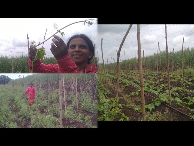 दोडक्याचा मंडप कसा केला ||टोमॅटो मळा || farmers life || daily vlog