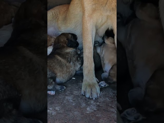 Puppies Playing and Barking – So Cute 🐾! #funnydogs #pup #puppy