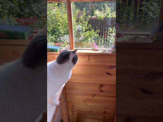 [ Cat catches Butterfly ]