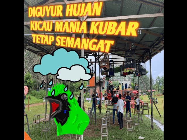 DIGUYUR HUJAN KICAU MANIA KUBAR TETAP SEMANGAT