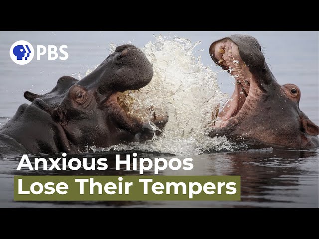 Hippos Lose Their Tempers During Dry Season