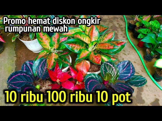 Serba Murah Rp 10.000an❗ Pusat Aglonema Murah 10 pot 100 k #tanamanhias