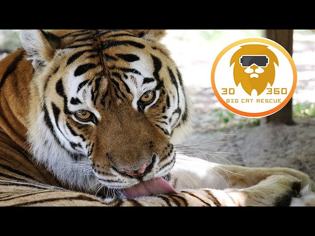 Stunning Tigress Kali in 3D 180VR!