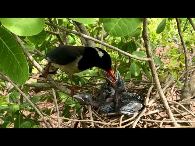 Red Billed Blue Magpies Take Care Baby and Bring food from feeding baby #channel TRCAM Birds you wel