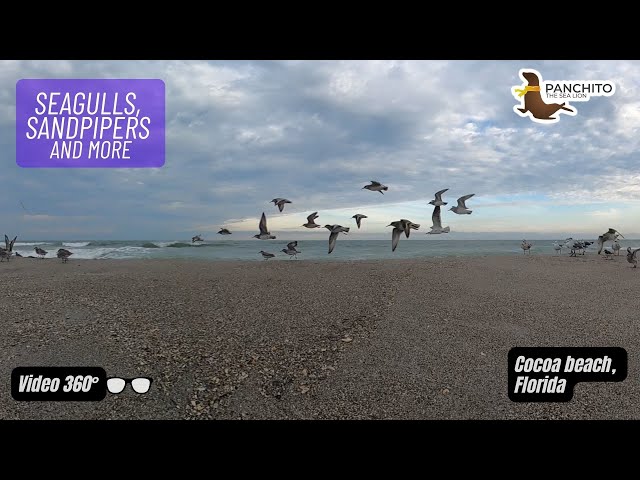 Seagulls in Cocoa beach, Florida. 360° VR