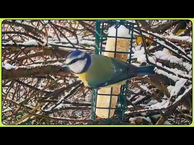 Blue Tit Bliss: Slow Motion Feast For Bird Lovers