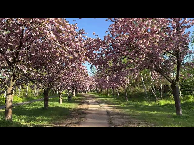 Cherry Blossoms Berlin - Shot on iPhone 14 Pro 4k 60fps DolbyVision HDR