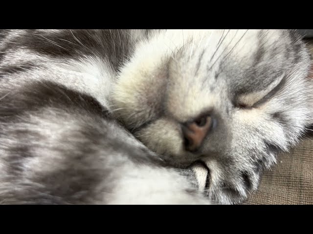 [Sleeping ASMR] Enjoying Golden Week with three sleepy cats purring.