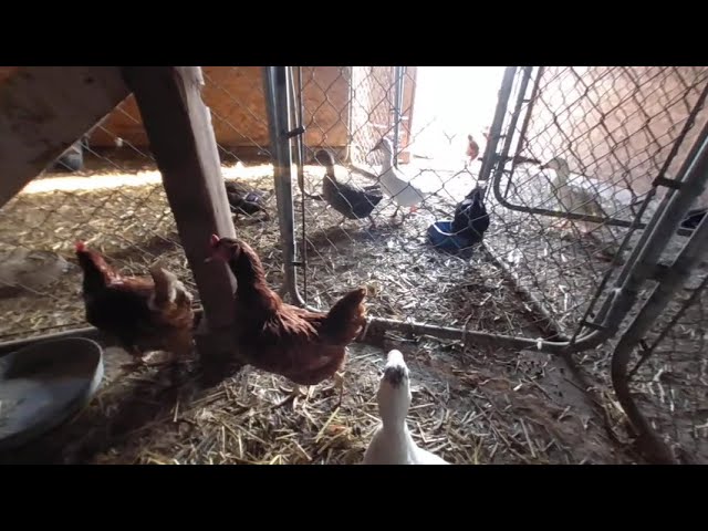 VR of ducks and chickens in barn