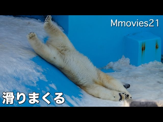 Polar Bear slide　滑りまくるホッキョクグマ リラ