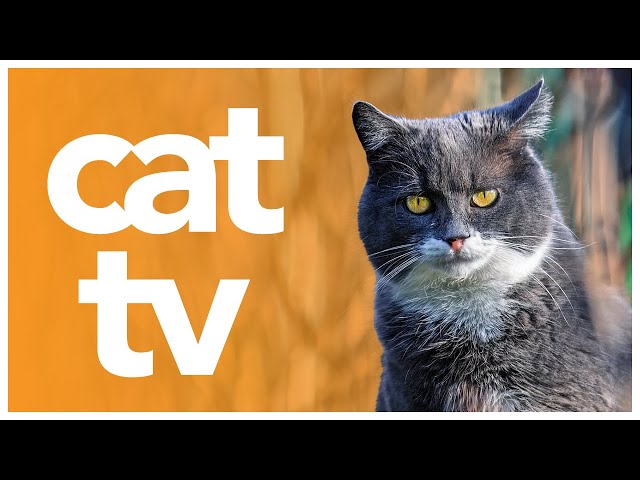 Cat TV - Cat Enrichment Experience! TV for Cats to Watch - 🌈 20 Hour Video for Cats