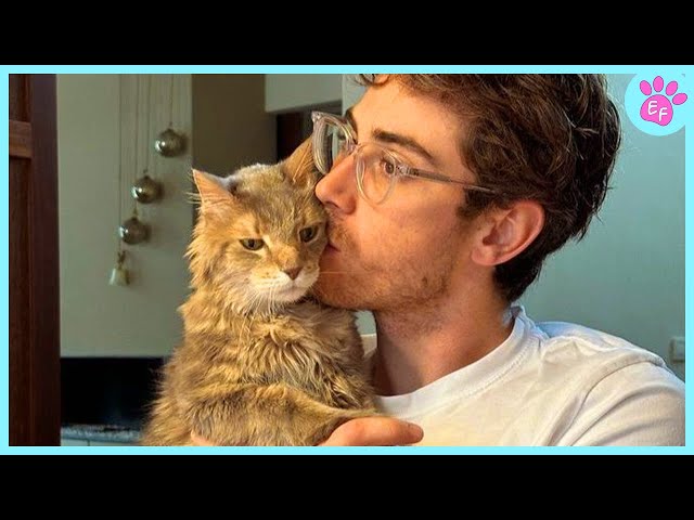 When Your Cat Becomes Your Whole World ❤️ Cute Cat Videos 2024