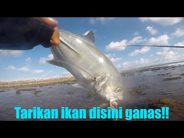 MANCING DI UJUNG LANDASAN NGURAH RAI BALI PAS AIR SURUT SERU SEKALI #mancing #landasan #shorecasting