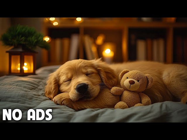 12 Hours of Calming music for dogs 🦮 Dog Music for Stress Relief 🐶 Dog Anxiety Music💖No Ads