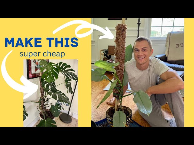 How to Make a Moss Pole for Climbing Plants like Monstera DIY - Easy, Cheap, Fast! (2023)