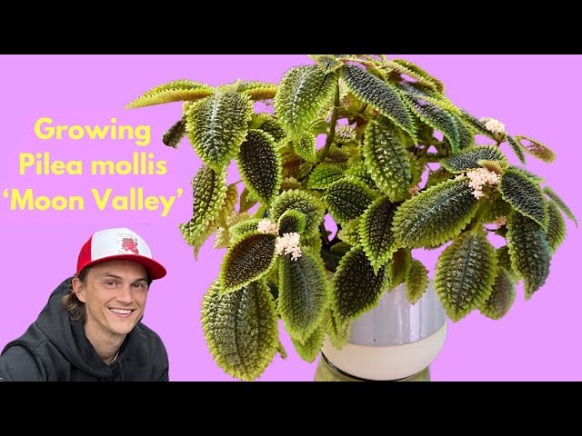 Pilea mollis 'Moon Valley' Houseplant - Complete Tutorial How to Grow Indoors