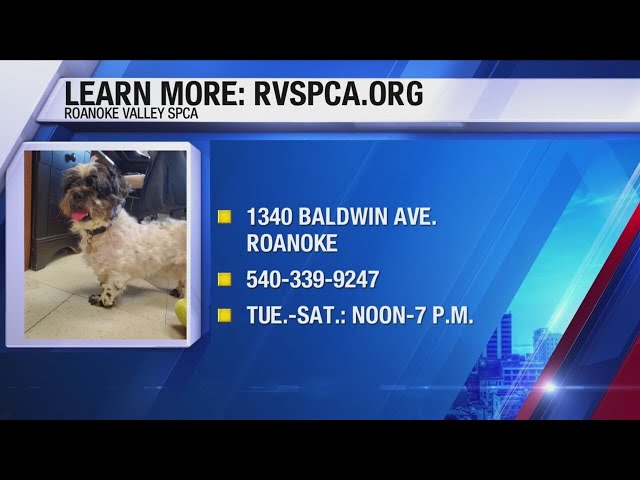 Furry Friends: Roanoke Valley SPCA shows off these furry friends!