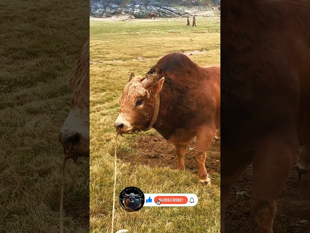 Majestic Crimson: A Stunning Red Cow in Tranquil Pasture 🌄🐄 | 4K Nature Serene