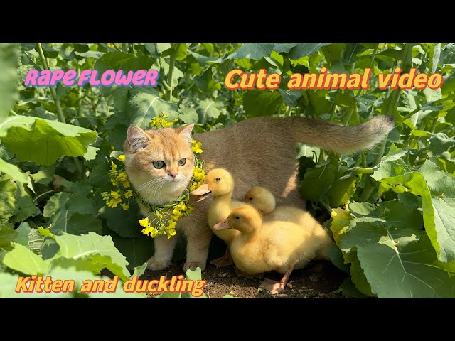 Kittens and ducklings are outdoors looking at flowers and bees.  Cute animal and plant videos.😽🐥