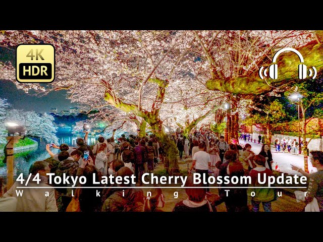 As of 4/4 - Tokyo Latest Cherry Blossom Update: Stunning Chidorigafuchi [4K/HDR/Binaural]