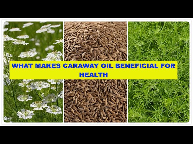 What Makes Caraway Oil Beneficial for Health.