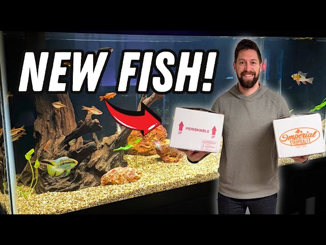 3 NEW AQUARIUMS! Cichlid Tank Setups for Small Cichlids