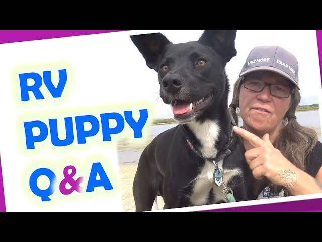 RV Living with a Dog//Rattlesnakes, Food, Training, Vet Care, Car Sickness