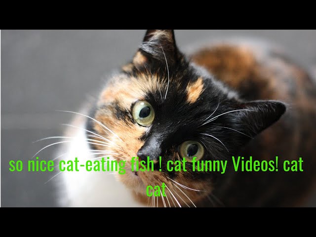 so nice cat eating fish ! cat funny Videos! cat cat