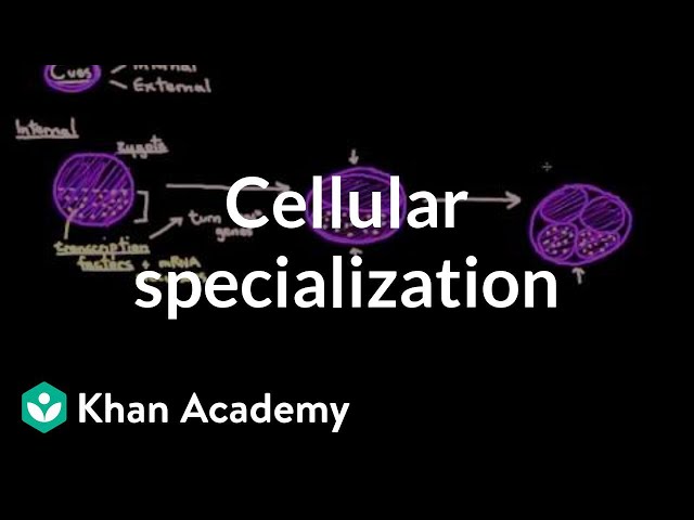 Cellular specialization (differentiation) | Cells | MCAT | Khan Academy